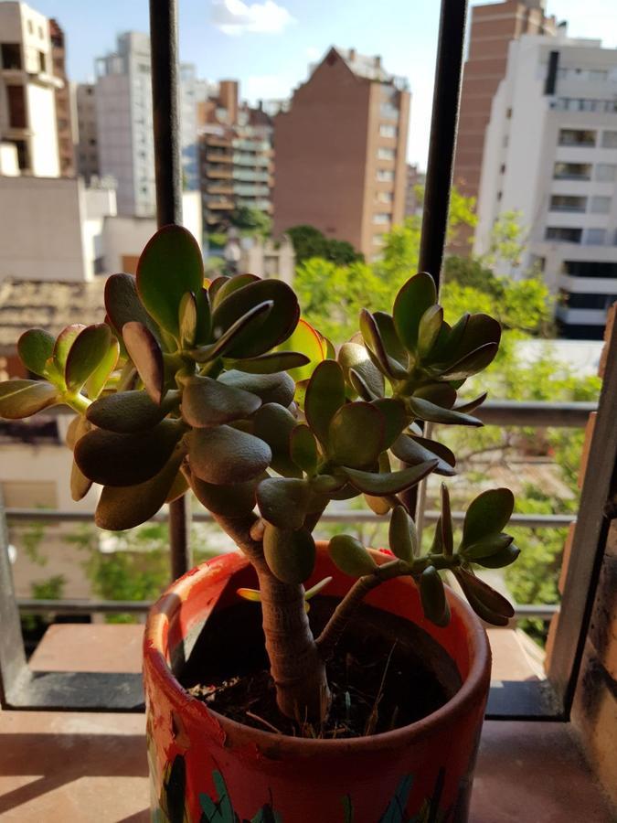 Apartamento Carlucci コルドバ エクステリア 写真